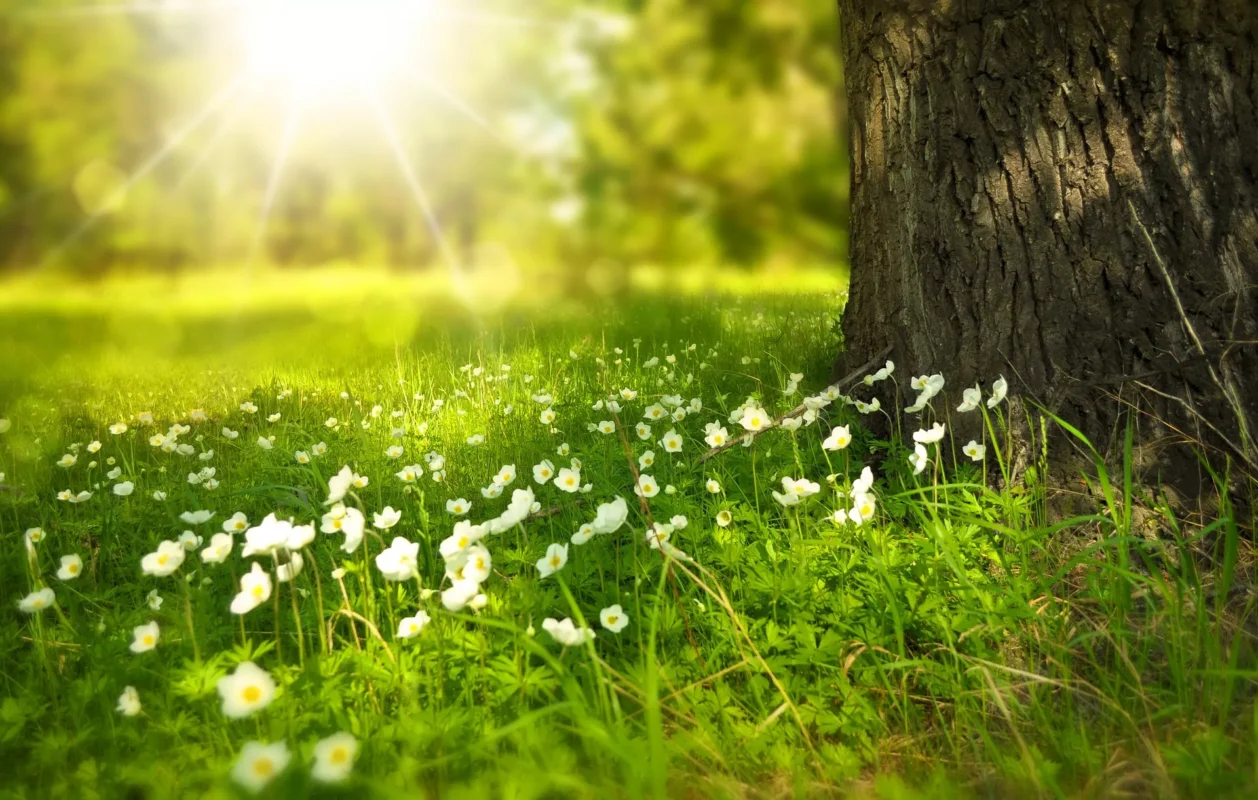 Spring 276014 1920.jpg 1258x800